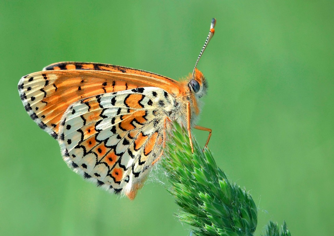 Melitaea cinxia